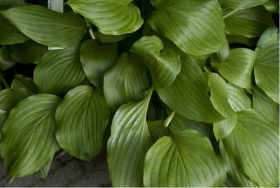 Hosta 'Gosan Leather Strap' (6047_0.jpg)