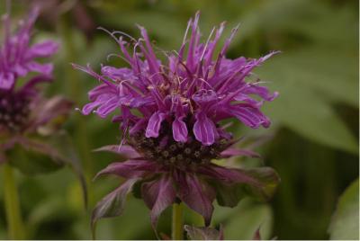 Monarda 'Scorpion' (604_0.jpg)