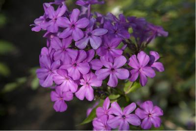 Phlox 'Robert Poore' (6166_0.jpg)