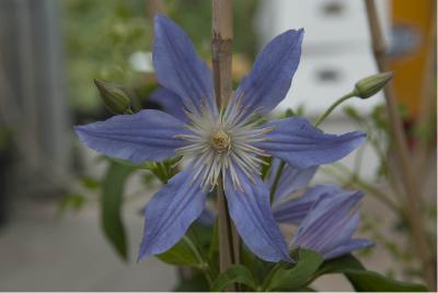 Clematis 'Blue River' (6177_0.jpg)