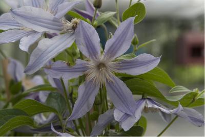 Clematis 'Star River' (6181_0.jpg)