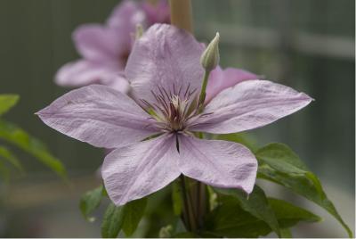 Clematis 'Summerdream' (6182_0.jpg)