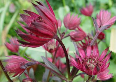 Astrantia major 'Ruby Star' (6195_0.jpg)