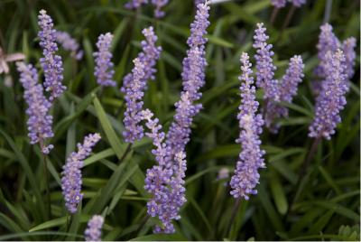 Liriope muscari 'Moneymaker' (6235_0.jpg)