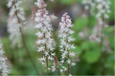 Tiarella 'Pink Skyrocket' (6244_0.jpg)