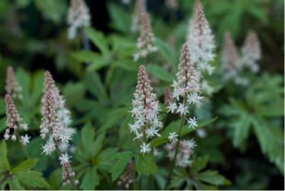 Tiarella 'Pink Skyrocket' (6244_1.jpg)