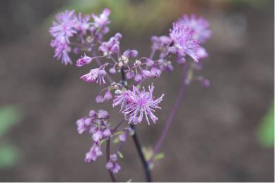 Thalictrum 'Black Stockings' (6246_0.jpg)