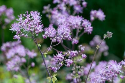 Thalictrum 'Black Stockings' (6246_1.jpg)