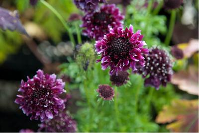 Scabiosa 'Barocca' (6266_0.jpg)