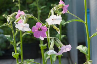 Nicotiana mutabilis (6278_0.jpg)