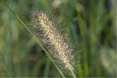 Pennisetum alopecuroides 'Gelbstiel' (6293_0.jpg)