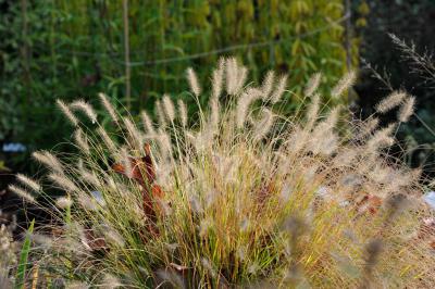 Pennisetum alopecuroides 'Gelbstiel' (6293_1.jpg)