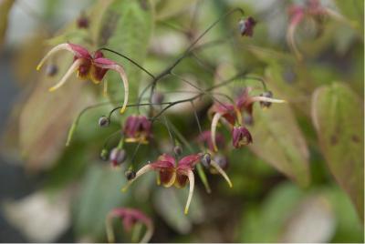 Epimedium x omeiense 'Emei Shan' (6299_0.jpg)