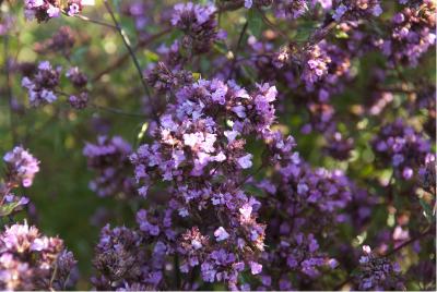 Origanum laevigatum 'Hopleys' (629_0.jpg)