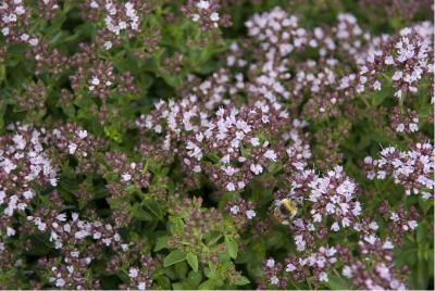 Origanum vulgare 'Compactum' (632_1.jpg)