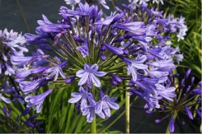 Agapanthus 'Columba' (6343_0.jpg)