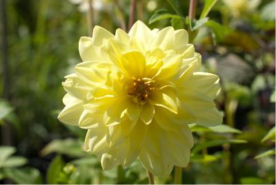 Dahlia 'Glorie van Heemstede' (6344_0.jpg)