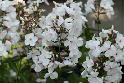 Phlox 'Popeye' (6498_0.jpg)