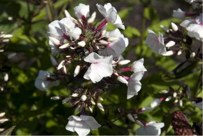 Phlox 'Popeye' (6498_1.jpg)