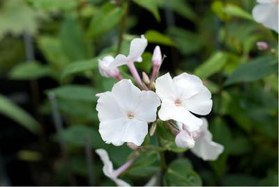 Phlox 'Anne' (6499_0.jpg)