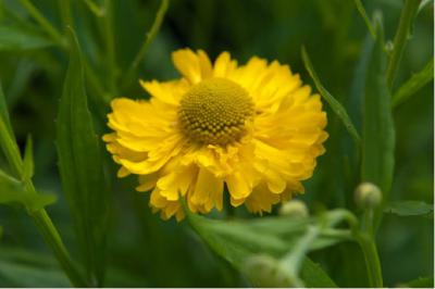 Helenium 'Double Trouble' (6514_1.jpg)