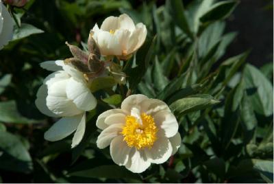 Paeonia 'Claire de Lune' (6516_0.jpg)