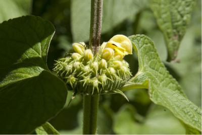 Phlomis russeliana (656_0.jpg)