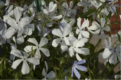 Phlox 'Clouds of Perfume' (662_0.jpg)