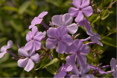 Phlox paniculata (664_0.jpg)