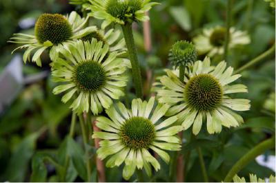 Echinacea 'Green Jewel' (6668_1.jpg)