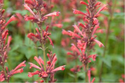 Agastache 'Fleur' (6684_0.jpg)