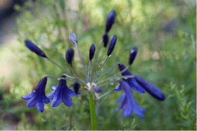 Agapanthus 'Midnight Dream' (6690_1.jpg)