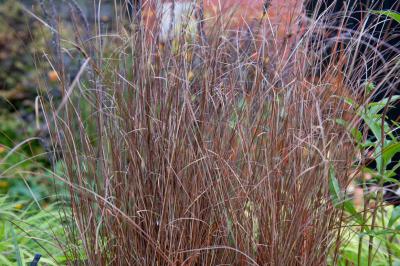 Carex buchananii 'Firefox' (6698_0.jpg)