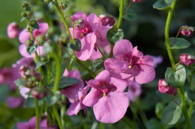 Diascia 'Pink' (6709_0.jpg)