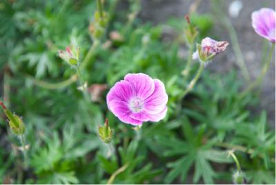 Geranium sanguineum 'Elke' (6739_0.jpg)