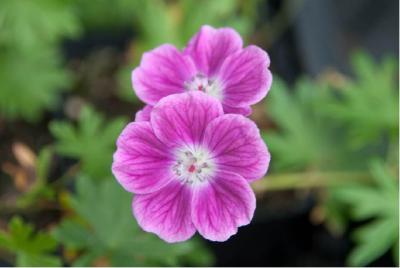 Geranium sanguineum 'Elke' (6739_1.jpg)