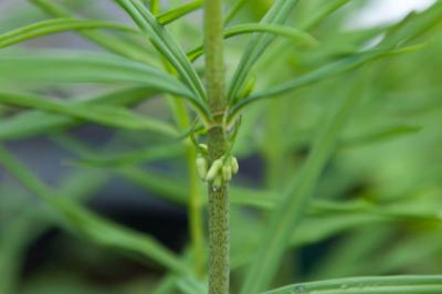 Polygonatum roseum (6750_0.jpg)