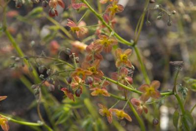 Epimedium  x warleyense 'Ellen Wilmott' (6758_0.jpg)