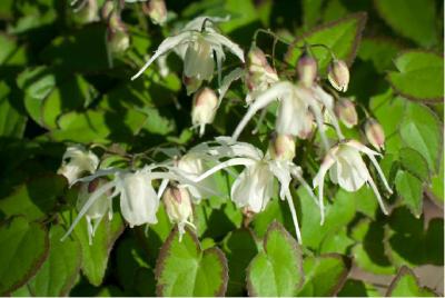 Epimedium grandiflorum 'Bandit' (6760_0.jpg)