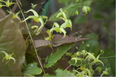 Epimedium sp nova 'Spine Tingler' (6762_0.jpg)