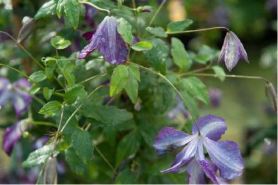 Clematis 'I am Lady J' (6791_0.jpg)