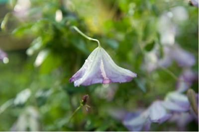 Clematis 'I am Lady Q' (6800_0.jpg)