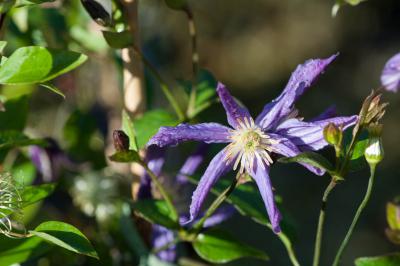 Clematis 'Queen of Holland' (6803_0.jpg)