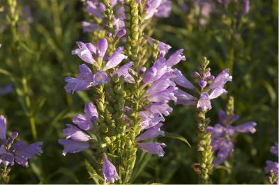 Physostegia virginiana 'Van Wassenhove' (685_0.jpg)