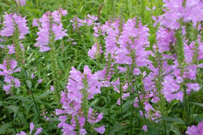 Physostegia virginiana 'Van Wassenhove' (685_1.jpg)