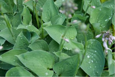 Hosta 'Pearl Lake' (6860_0.jpg)