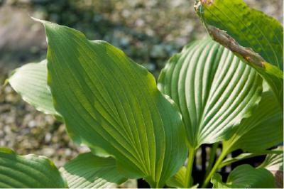 Hosta 'Hirao Majesty' (6862_0.jpg)