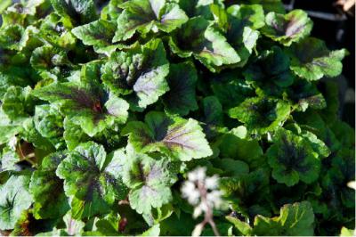 Tiarella 'Inkblot' (6910_0.jpg)