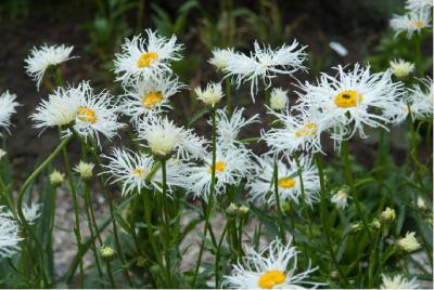 Leucanthemum 'Old Court Variety' (6927_1.jpg)