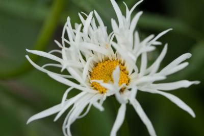 Leucanthemum 'Old Court Variety' (6927_2.jpg)